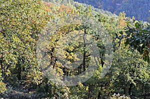 Autumn colors in the mixed mountain forests of the Ordesa-ViÃ±amala Biosphere Reserve, Pyrenees