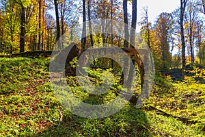 Autumn colors in a mountain forest