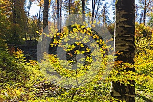 Autumn colors in a mountain forest