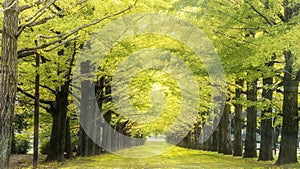 Autumn colors of Naruko Gorge in Japan and nice blue and cloud background