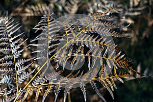 Autumn colors in nature. Golden colored fern leaf`s in nature. photo