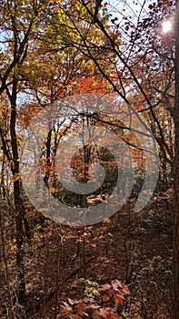 Autumn Colors in North Georgia Mountain Forest