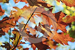 Autumn colors of Northern red oak tree leaves in closeup