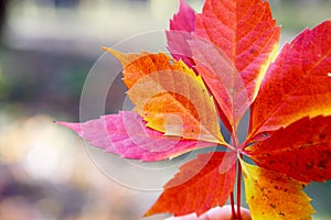 Autumn colors in october. Red leaves with blur background. Copyspace