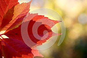 Autumn colors in october. Red leaves with blur background. Copyspace