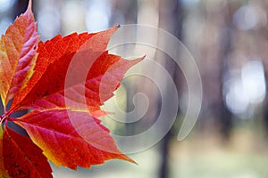 Autumn colors in october. Red leaves with blur background. Copyspace