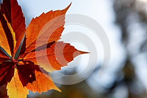 Autumn colors in october. Red leaves with blur background. Copyspace