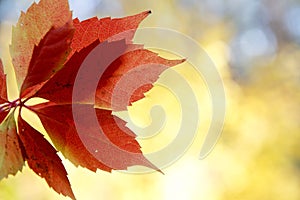 Autumn colors in october. Red leaves with blur background. Copyspace