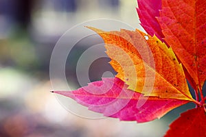 Autumn colors in october. Red leaves with blur background. Copyspace