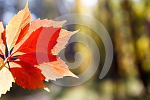 Autumn colors in october. Red leaves with blur background. Copyspace