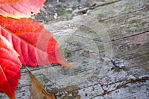 Autumn colors in october. Red leaves with wooden background. Copyspace