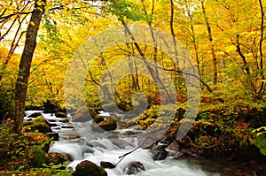 Autumn Colors of Oirase River