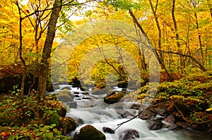 Autumn Colors of Oirase River