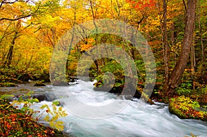 Autumn Colors of Oirase River