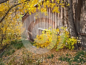 Autumn colors and old barn