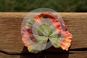 Autumn colors of one leaf