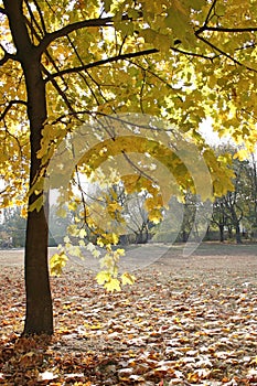 Autumn colors in the park