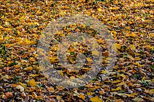 Autumn colors in the park