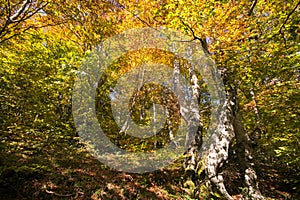 Autumn colors in the park of Monte Cucco, Umbria, Italy