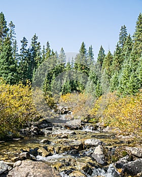 Autumn Colors, Pine Creek, Collegiate Peaks Wilderness, Pike and