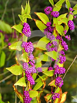 Autumn colors of Purple Beautyberry shrub