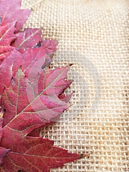 Autumn colors with red and brown leaves