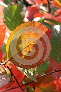 Autumn colors. Red and green leaf of chokeberry