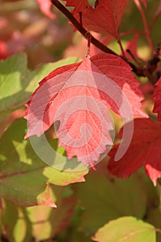 Autumn colors. Red and green leaves of viburnum