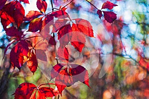 Autumn colors of red Virginia creeper leaves