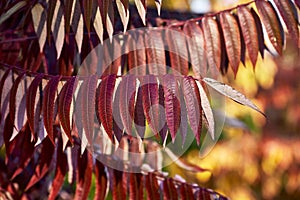 Autumn colors of the rhus typhina