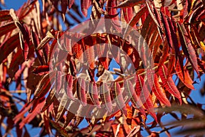 Autumn colors of the Rhus typhina Staghorn sumac, Anacardiaceae. Red, orange, yellow and green