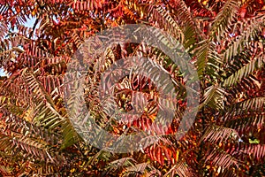 Autumn colors of the Rhus typhina Staghorn sumac, Anacardiaceae. Red, orange, yellow and green