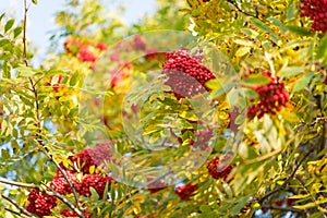Autumn colors - rowan tree with red fruits and yellowed foliage