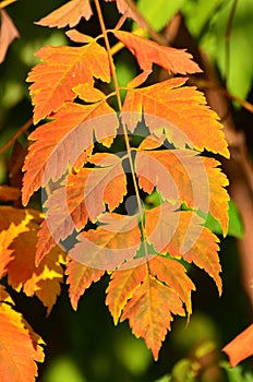 Autumn colors - rusty leaves