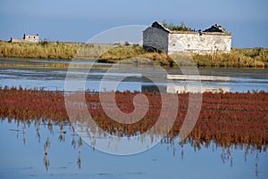 Autumn colors in salt marsh