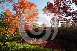 Autumn colors in tofukuji temple, Kyoto