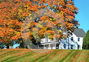 Autumn colors on a tree with fallen leaves in front of a White House on a hill