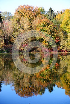 The autumn colors of trees near river