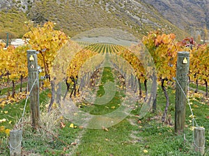 Autumn colors vineyard rows New Zealand