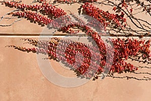 Autumn Colors of Wall Vines