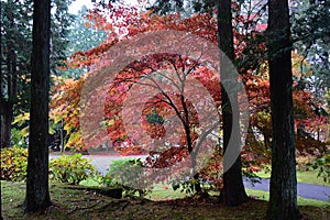 Autumn colors through the woods