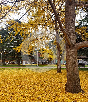 Autumn colors, yellow ginkgo biloba leaves fallen to the ground among the green grass in the outdoor park photo