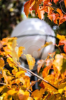 Autumn colors, yellow leaves in the park against the background of a blurred, round illumination lantern