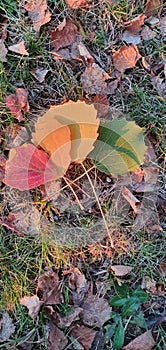 Autumn colors Ã®n leafes