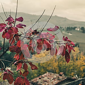 Autumn colosr in the Apennines.
