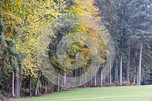 Autumn colour Leafs around Consdorf