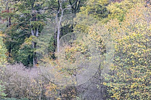 Autumn colour Leafs around Consdorf