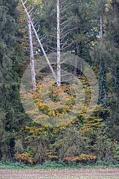 Autumn colour Leafs around Consdorf