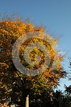 AUTUMN COLOUR LEAVES ON SUNNY DAY COPENHAGEN