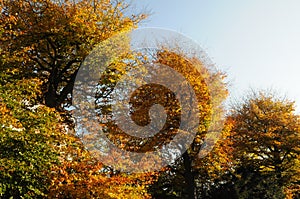 AUTUMN COLOUR LEAVES ON SUNNY DAY COPENHAGEN